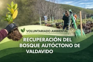 Voluntariado ambiental: recuperación del bosque autóctono de Valdavido (León)